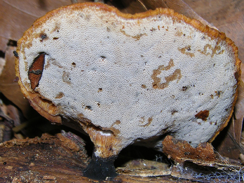 Finalmente qualche Cortinarius ed altro...